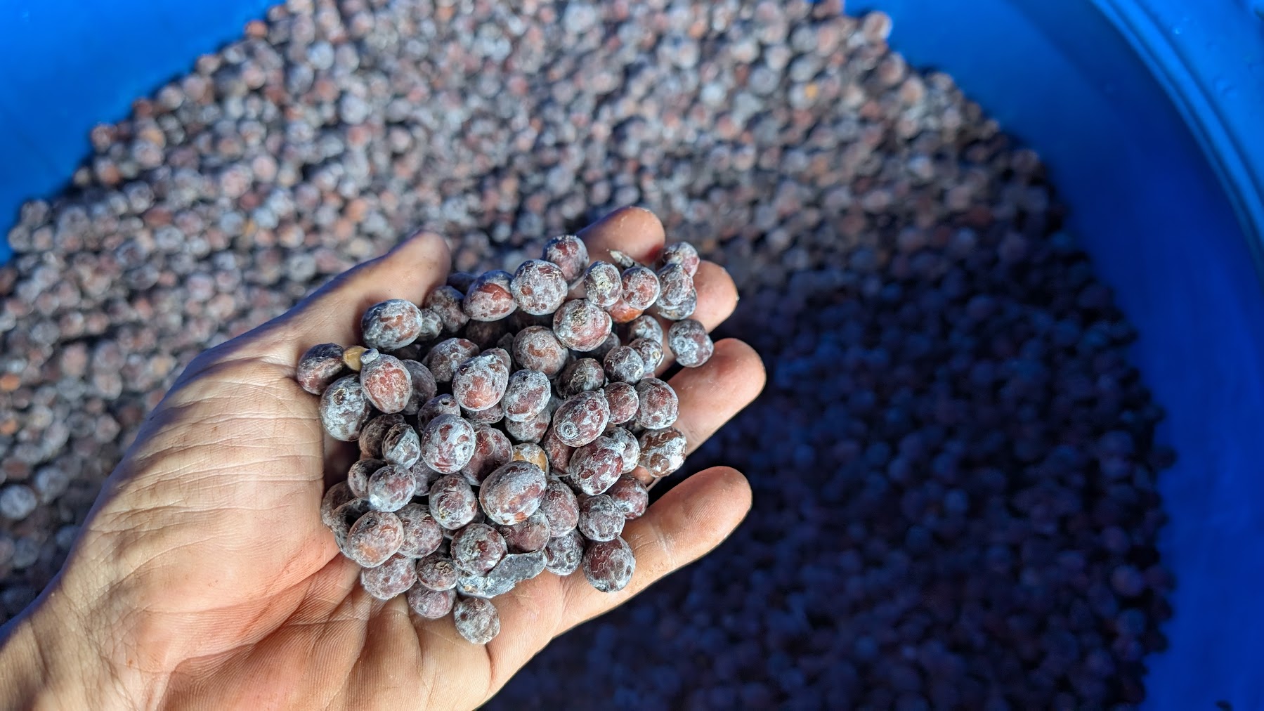 Fine Robusta - Oxy-NOxy