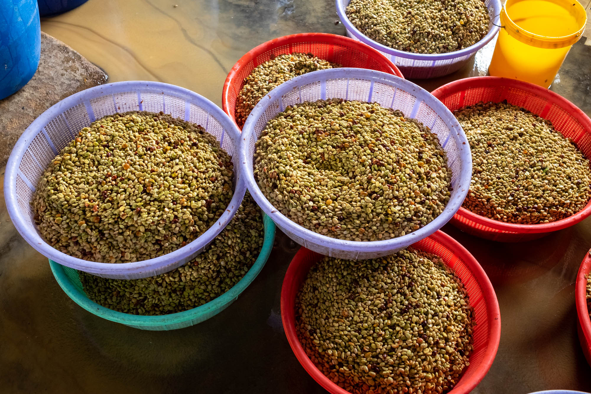 fermentation#scroll-content