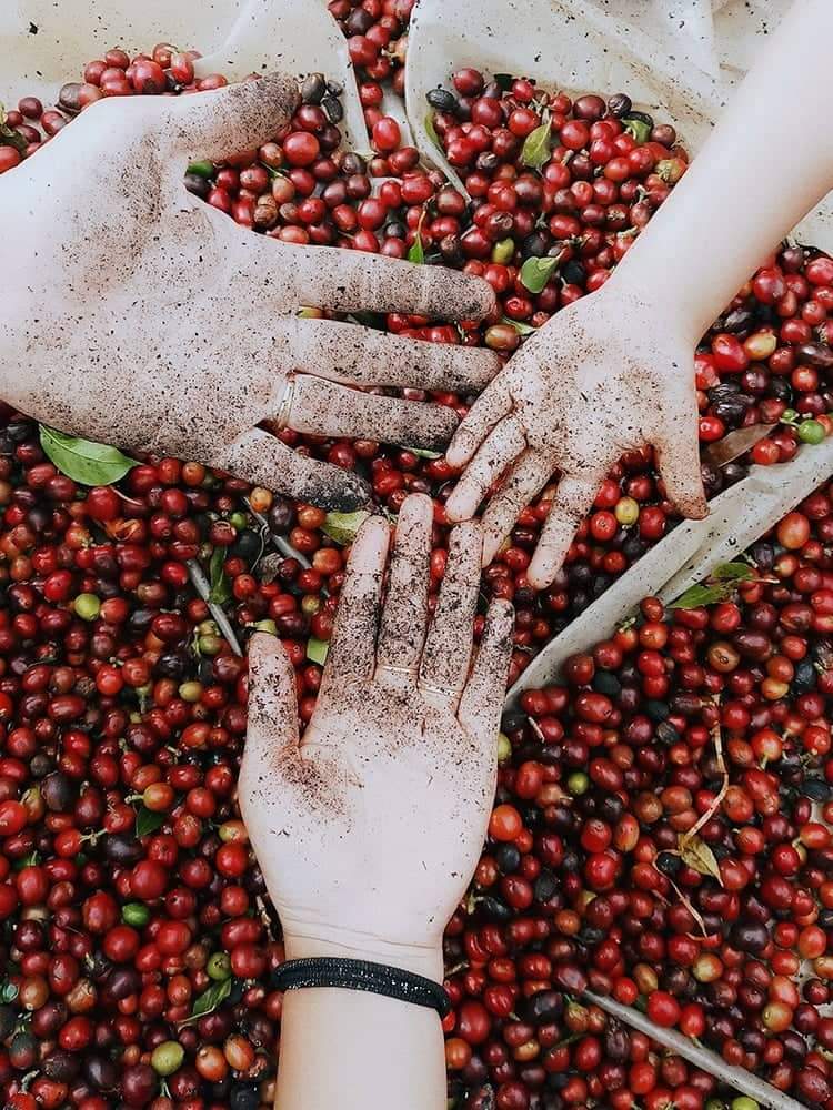 selection#scroll-content